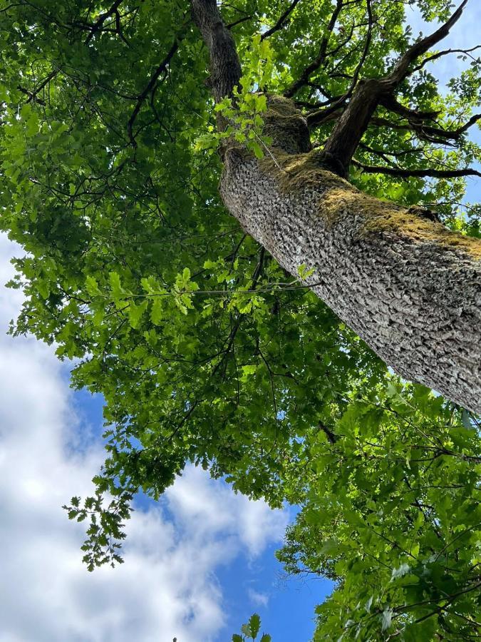 Charmante Cabane Dans Les Arbres Avec Jacuzzi Et Sauna Boismorand Esterno foto